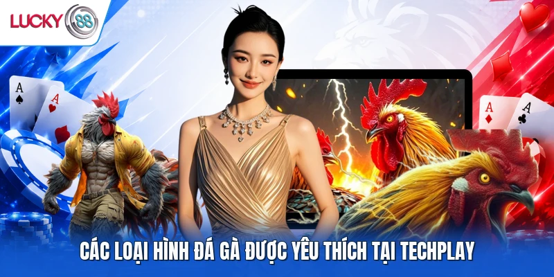 Các loại hình đá gà được yêu thích tại TechPlay