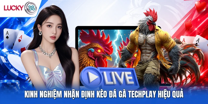 Kinh nghiệm nhận định kèo đá gà TechPlay hiệu quả